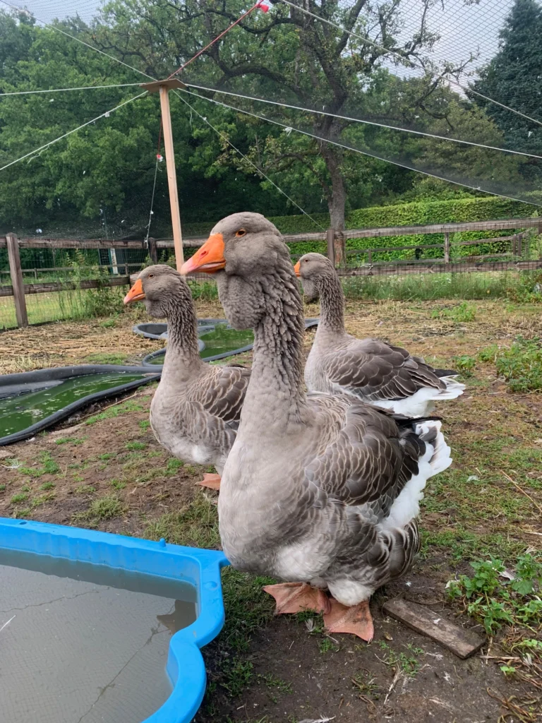 Contact Toulouseganzen kopen