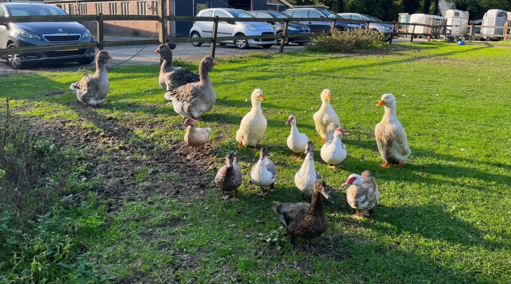 Hoe oud wordt een Toulouse gans?